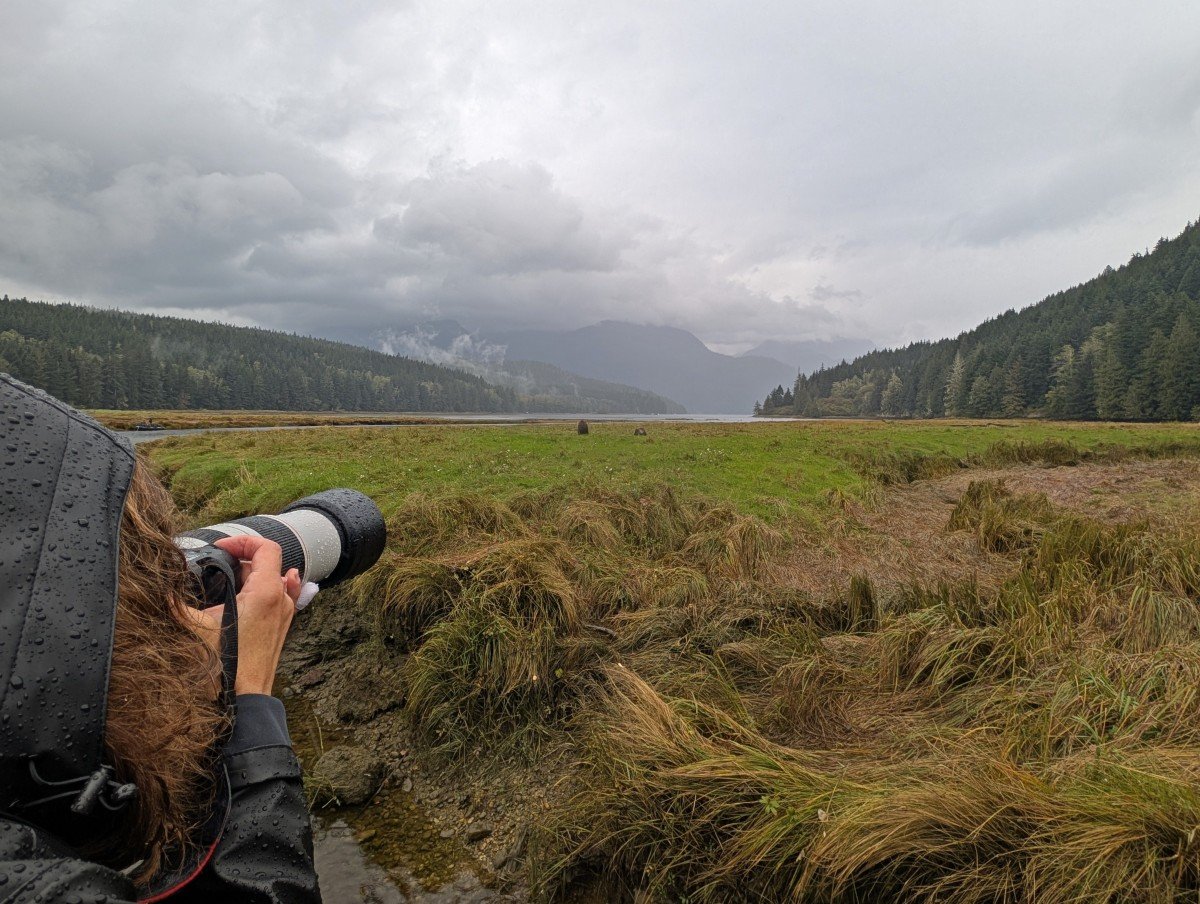 Close up of person with large camera on left, looking towards two grizzly bears in sedge grass area in Glenmore Cove, Knight Inlet. Forest background with mountain layers