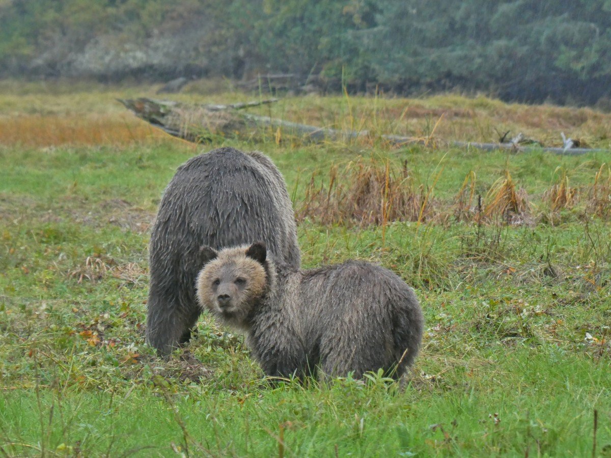 Close up of two grizzly bears, with a cub in the foreground, looking towards the camera