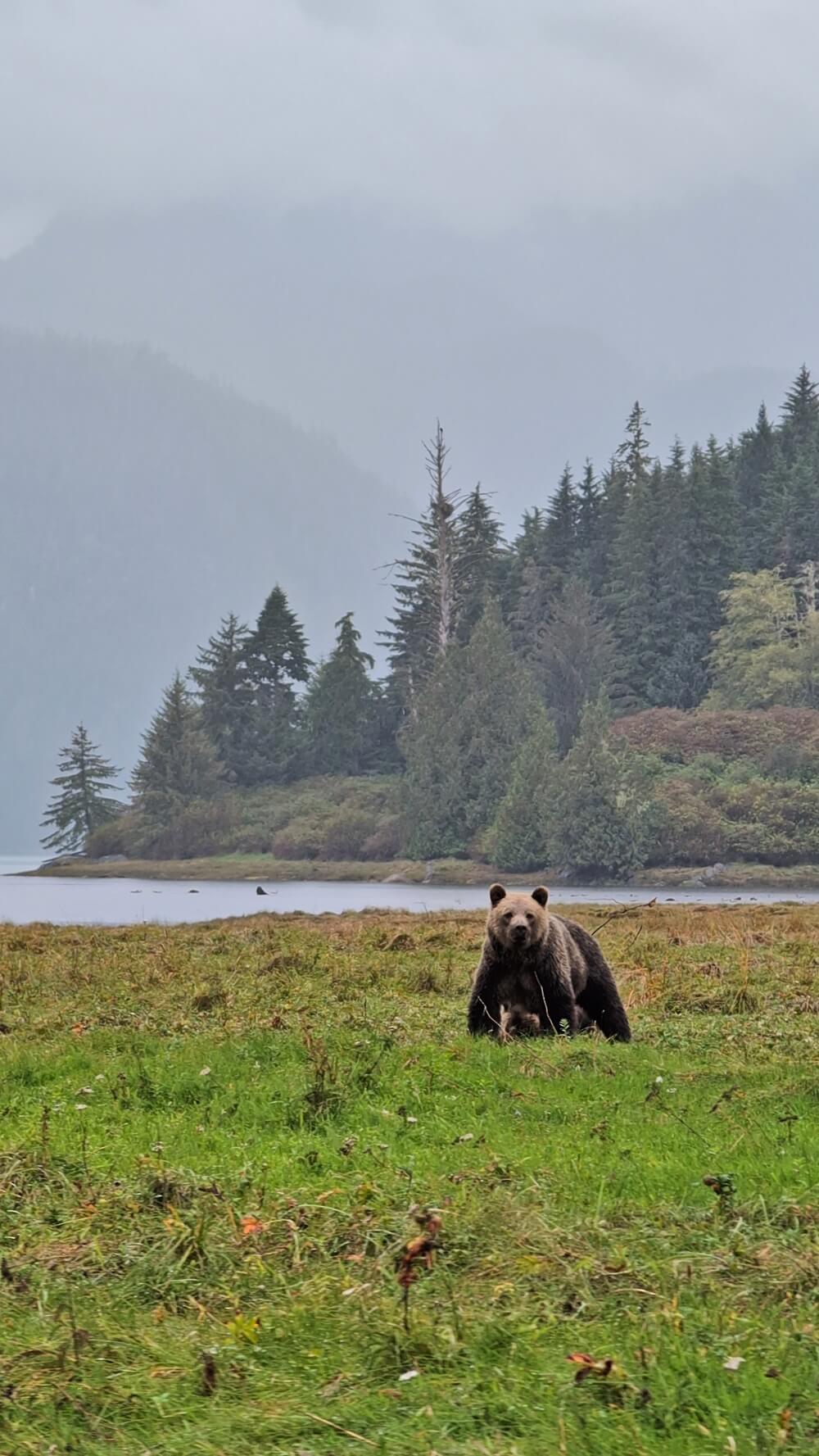 Close up of grizzly bear in sedge grass area with backdrop of forest and mountain layers on rainy day