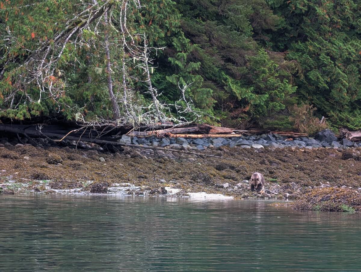 A grizzly bear foraging on a coastal shoreline in Knight Inlet, with turquoise tinged water, seaweed covered forests and forest backdrop