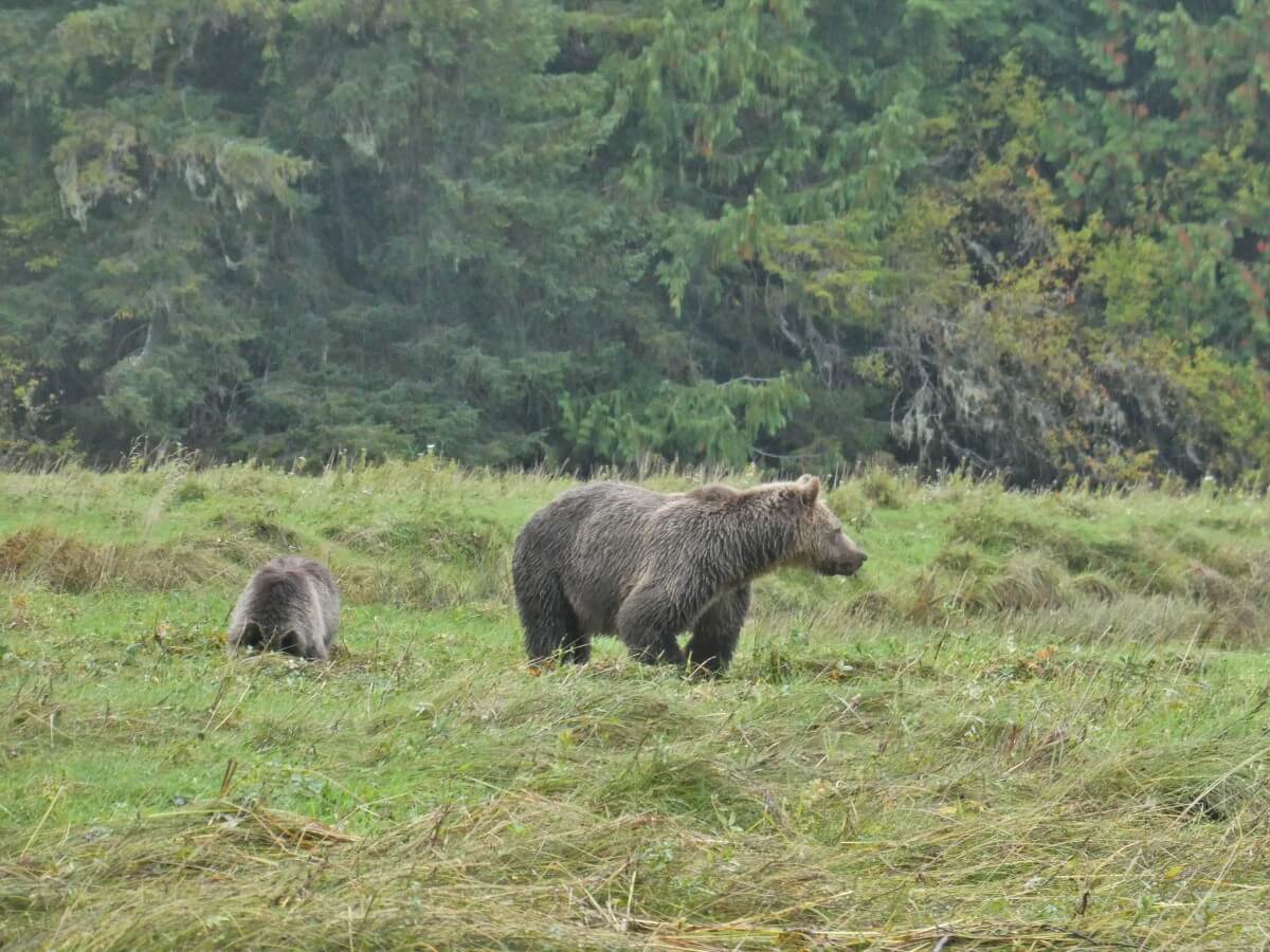 Close up of mother grizzly bear and cub foraging in sedge grass area