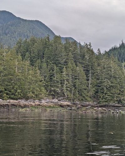 Bear Watching in Tofino: Where, When & How to See Wild Black Bears