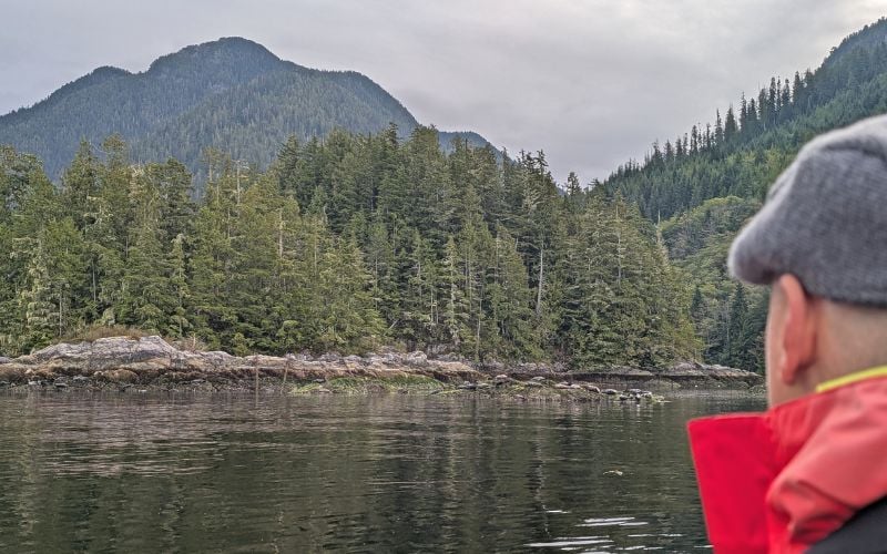 Bear Watching in Tofino: Where, When & How to See Wild Black Bears
