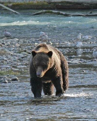 Campbell River Grizzly Bear Tours: A Bucket List Experience in British Columbia [Tried & Tested]