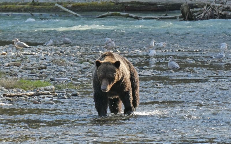 Campbell River Grizzly Bear Tours: A Bucket List Experience in British Columbia [Tried & Tested]