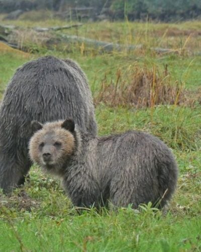 Into the Great Bear Rainforest: Grizzly Bear Watching from Telegraph Cove, Vancouver Island