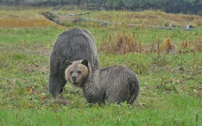 Into the Great Bear Rainforest: Grizzly Bear Watching from Telegraph Cove, Vancouver Island