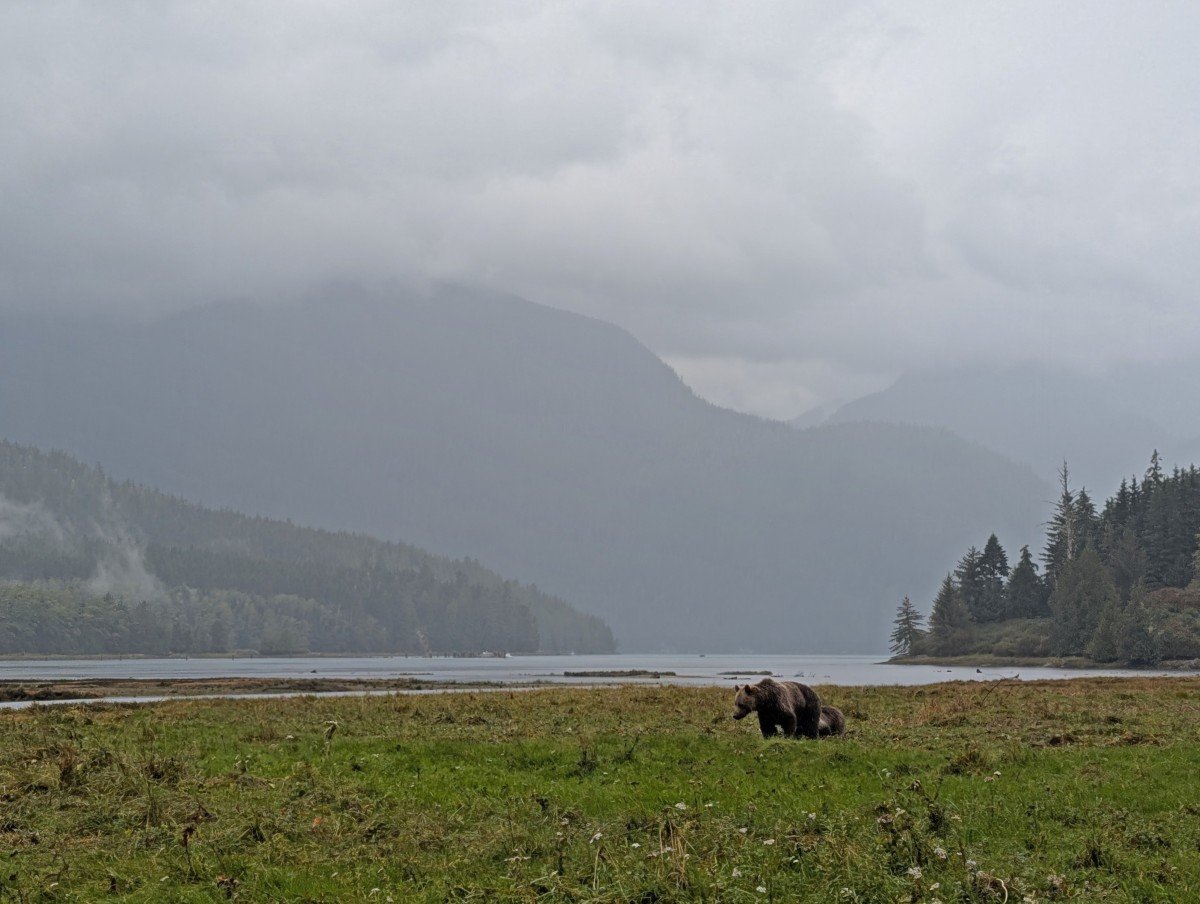 Close up of grizzly bear and cub in grassy area in Glenmore Cove, Knight Inlet, with ocean, forested and misty mountain layers in background