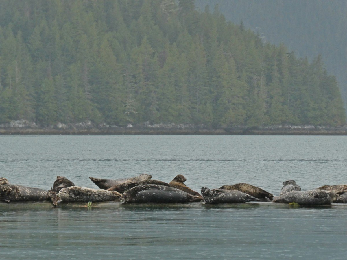 Close up of light gray and dark gray coloured seals laying on wooden structure in the ocean in Knight Inlet