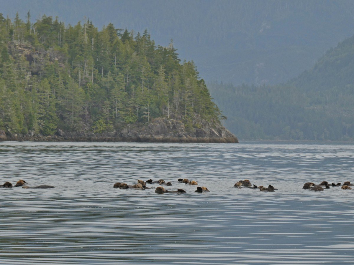 Raft of sea otters floating on calm ocean with rocky headland visible in background, along with layers of mountains