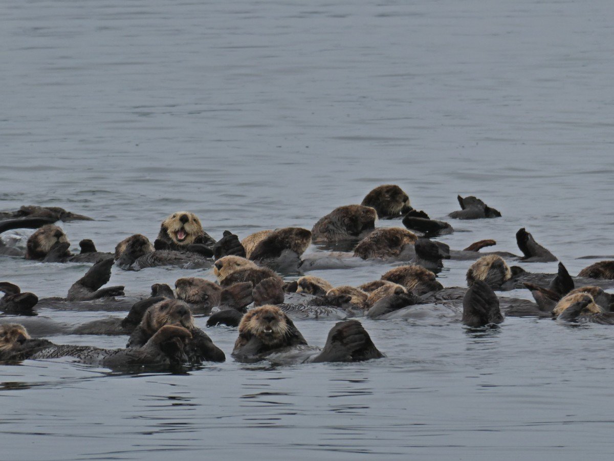 Close up of group of sea otters rafting on the ocean, several faces visible