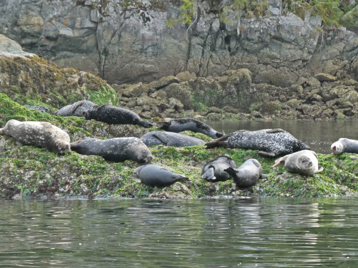 Close up of seals lying on seaweed covered rocks in Tofino, Vancouver Island. The seals are a range of colours, from cream to dark gray