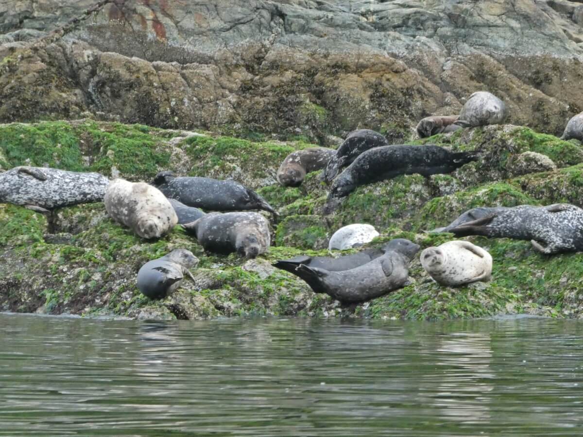 Close up of seals lying on seaweed covered rocks in Tofino, Vancouver Island. The seals are a range of colours, from cream to dark gray