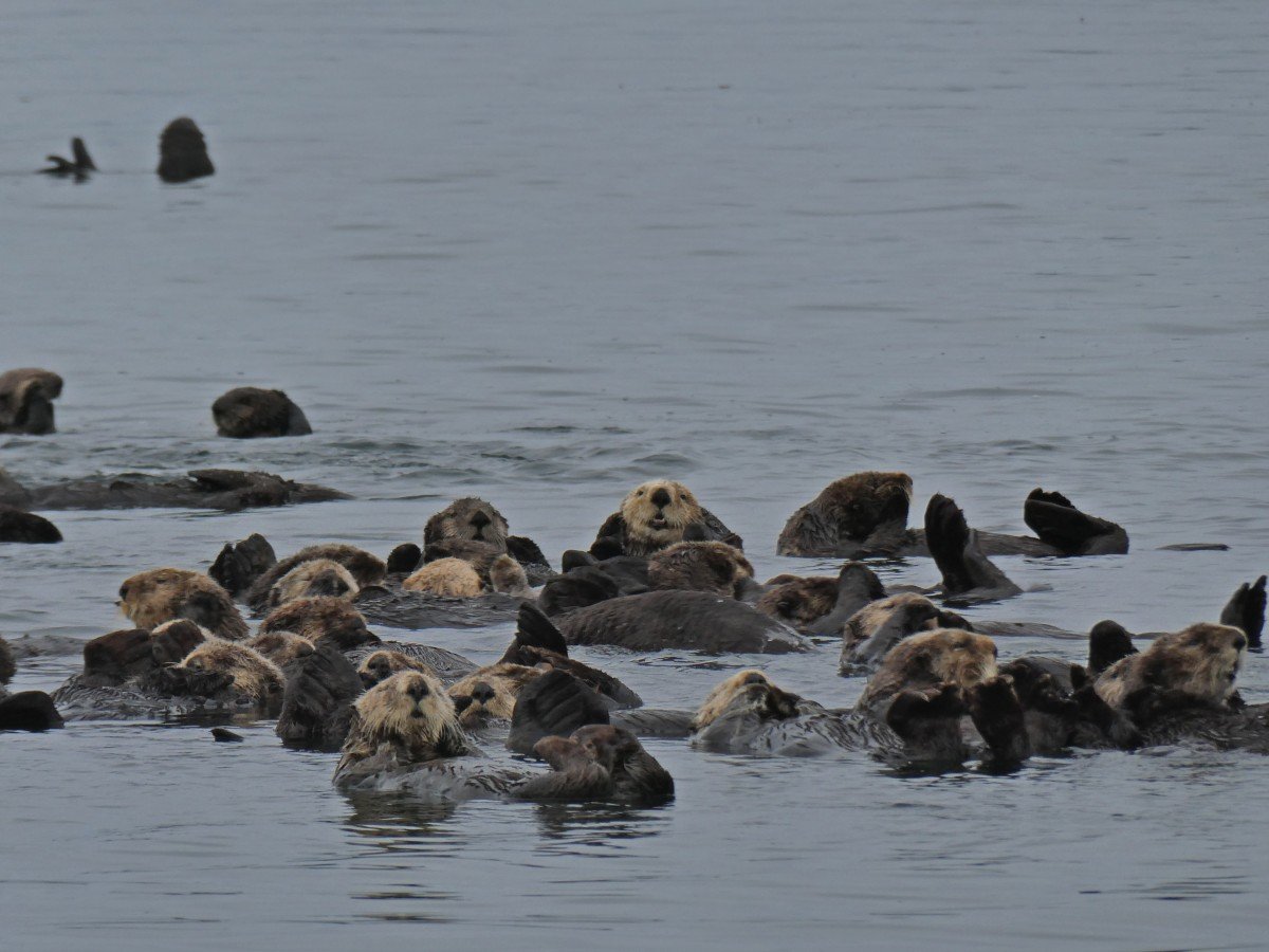 Close up of group of sea otters rafting on the ocean, several faces visible