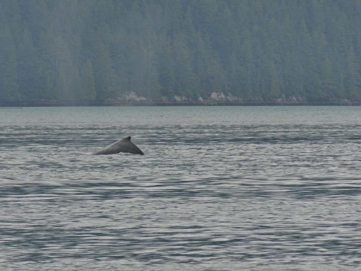 Close up of whale fin on calm ocean in Knight Inlet