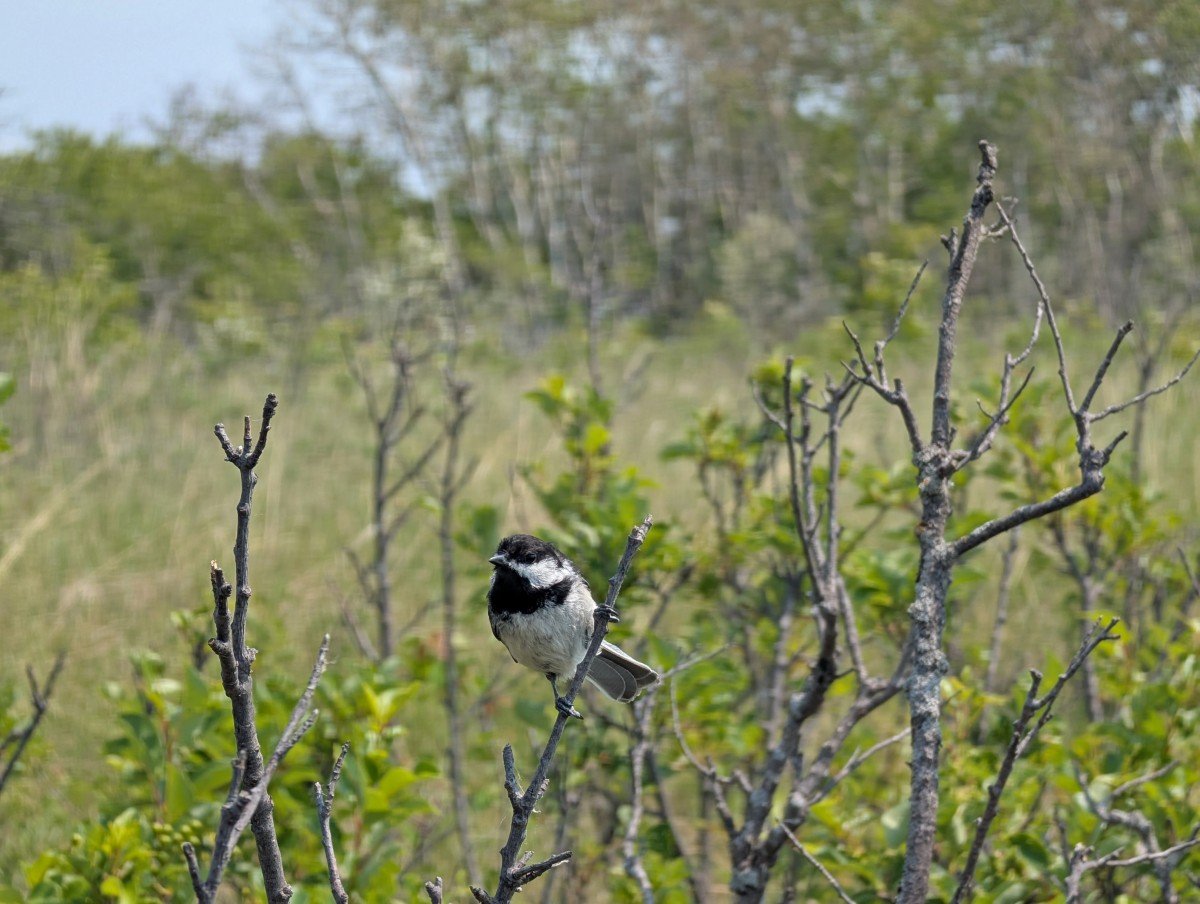 Close up of a black capped chickadee at the Beaver Creek Conservation Area in Saskatchewan