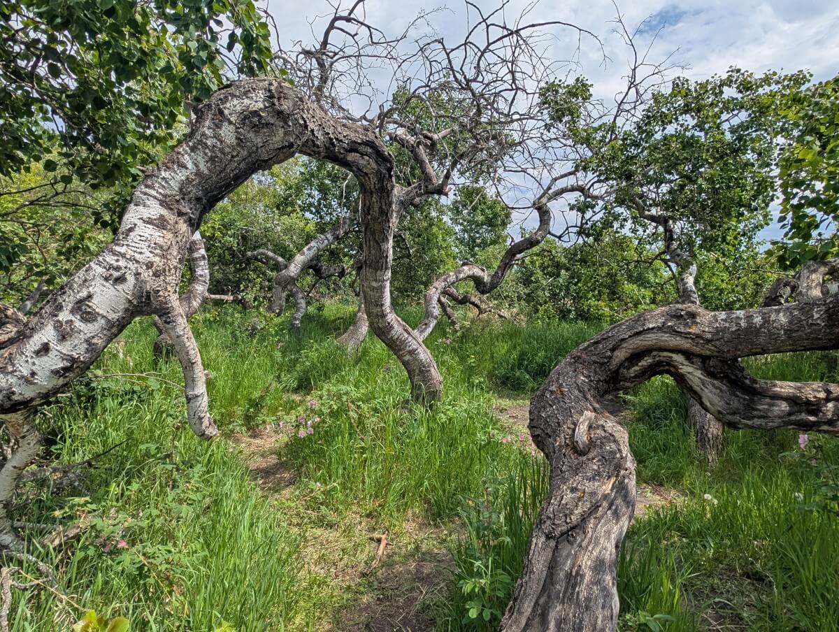 Looking through twisted trunks of aspen trees at the Crooked Bush in Saskatchewan. The ground is covered by tall grass
