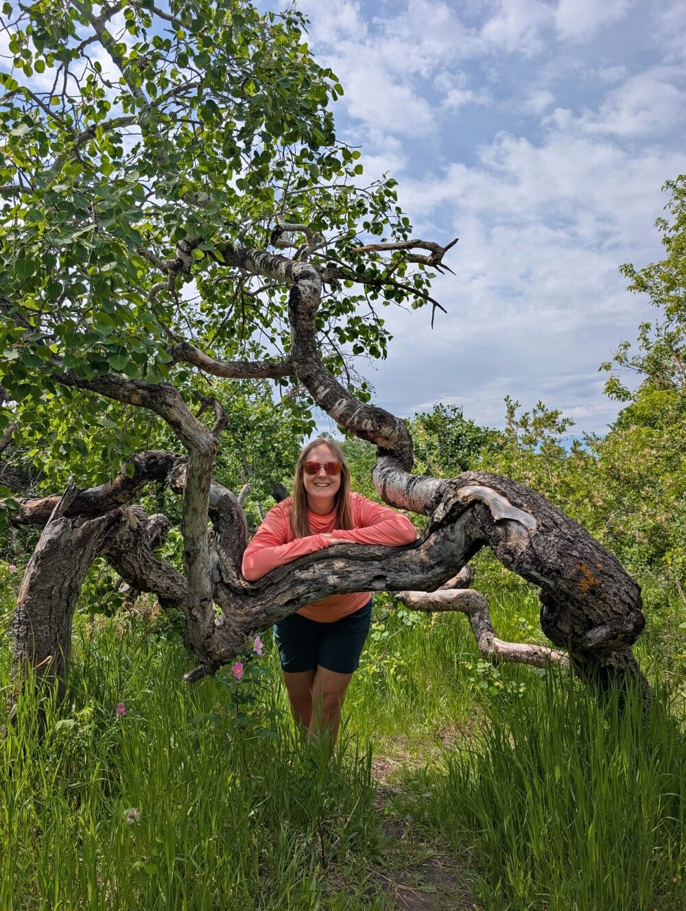 Gemma stands behind a twisted trunk of an aspen tree at the Crooked Bush in Saskatchewan