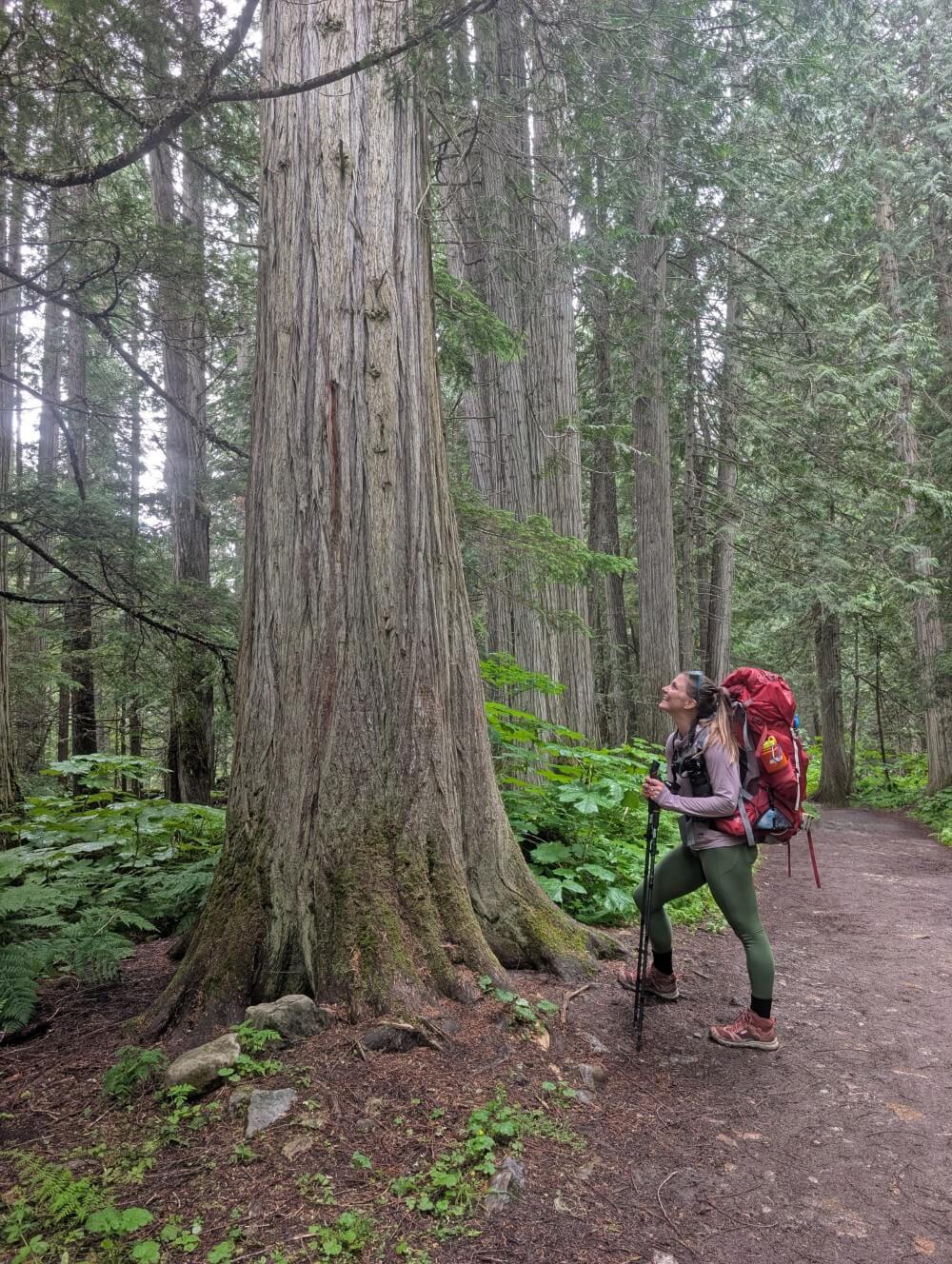 Side view of female hiker looking up at old growth tree on the Kinney Lake Trail