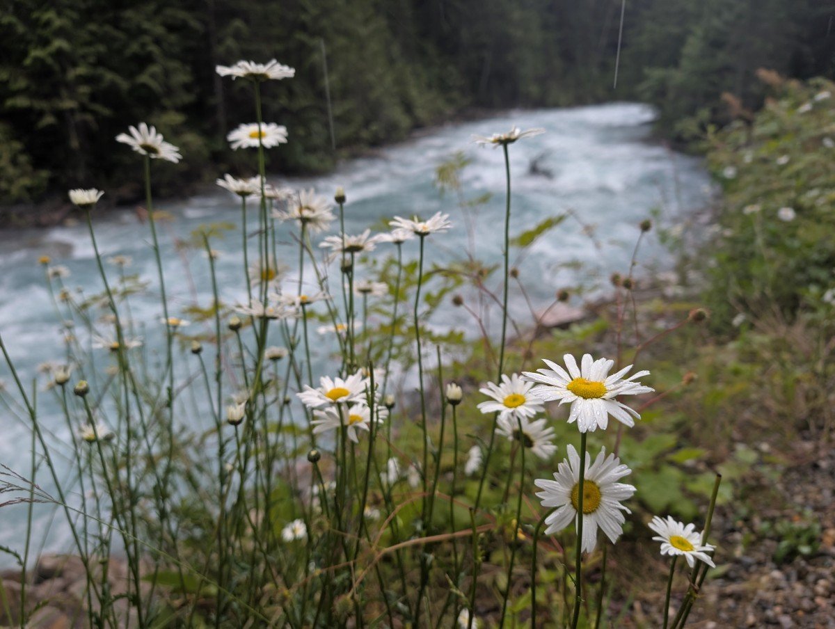 Close up of white and yellow wildflowers in front of rushing Robson River, lined by forest
