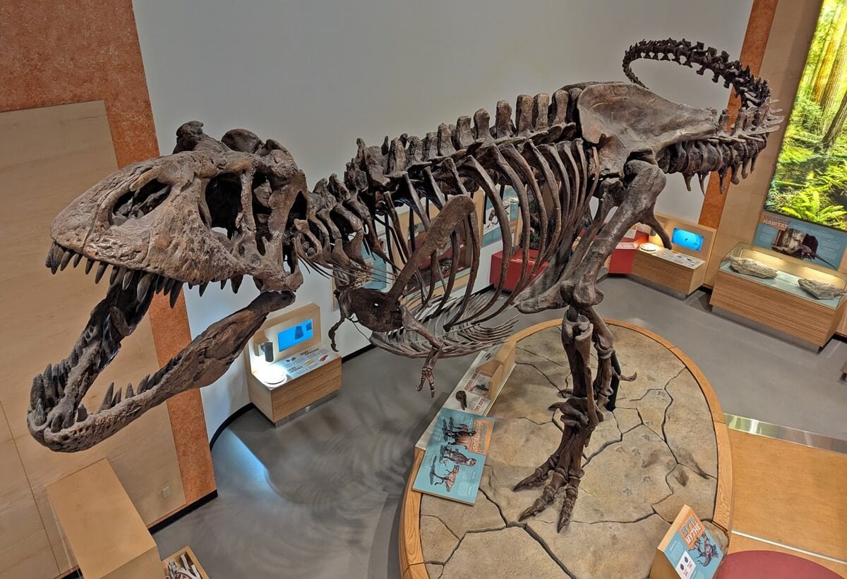 Looking down on the Scotty T Rex dinosaur skeleton in the Royal Saskatchewan Museum in Regina
