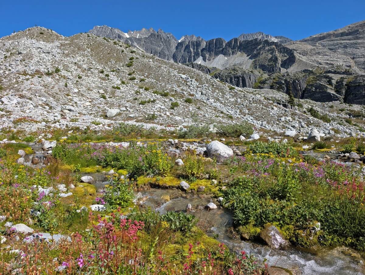 A creek runs through an alpine meadow filled with wildflowers in an alpine bowl landscape on the Hermit Trail