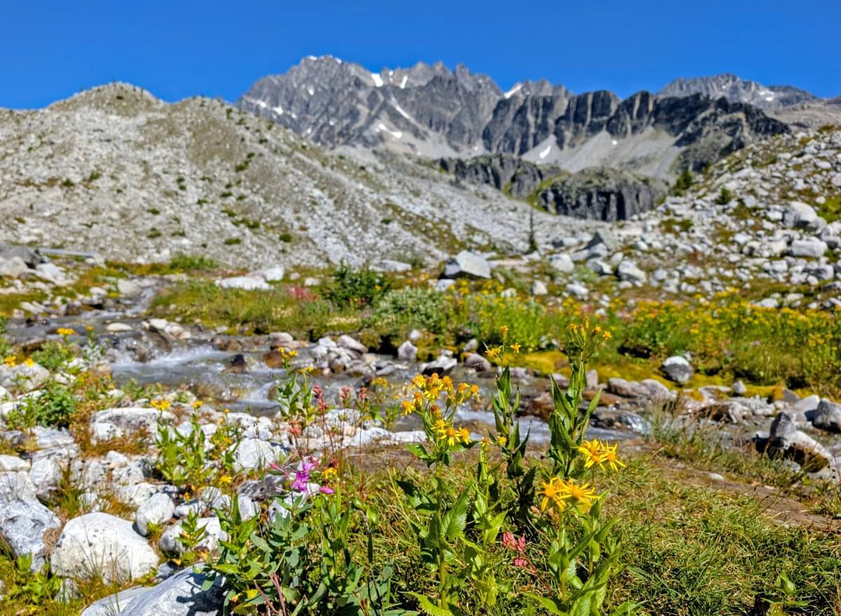 Close up of yellow wildflowers in meadow area in rocky bowl area on the Hermit Trail, Glacier National Park 