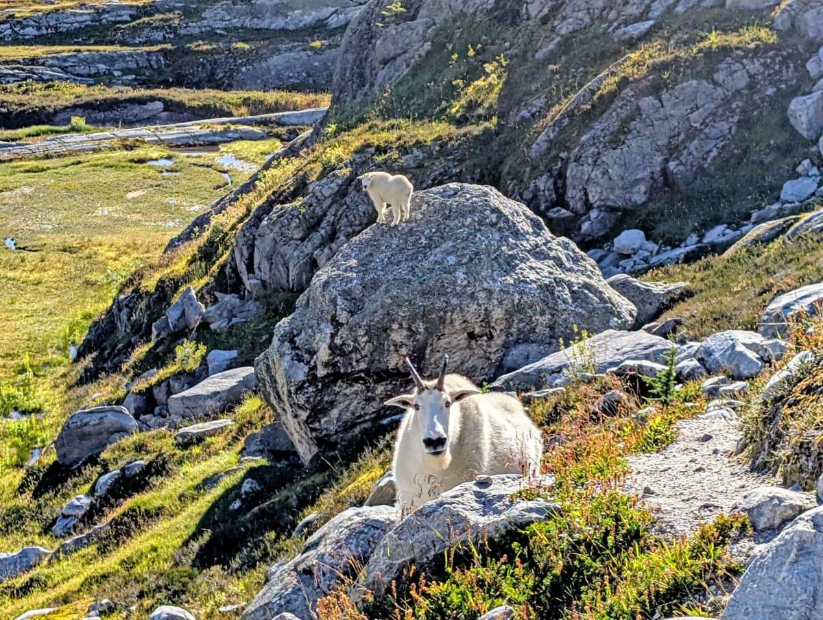 Looking ahead to dirt path on right, with mountain goat sat on ground looking ahead, with another mountain goat standing on a rock in the backround