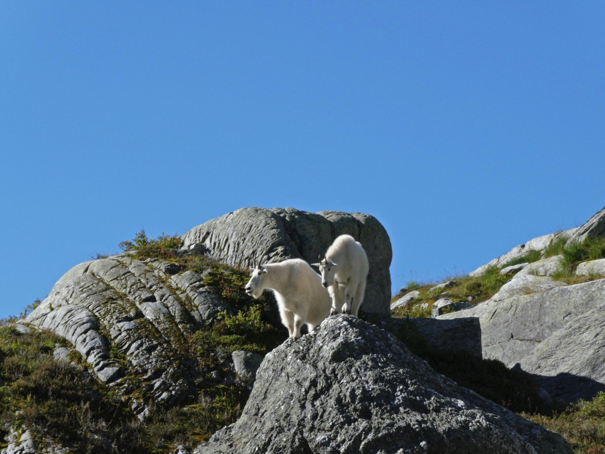 Close up of two mountain goats standing on a rock in the Hermit Meadows area in Glacier National Park