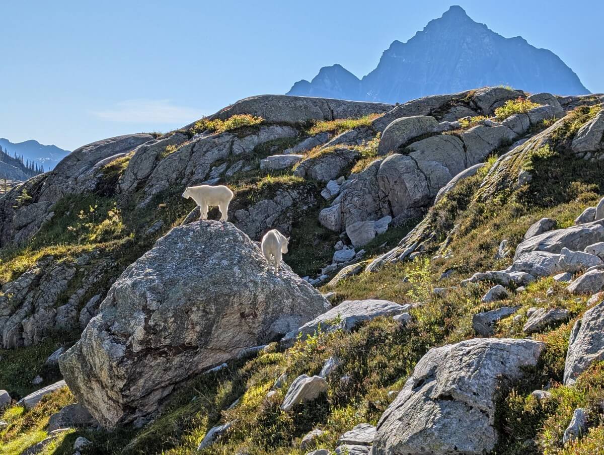 Two white mountain goats stand on large rock in meadows area with mountains in the background