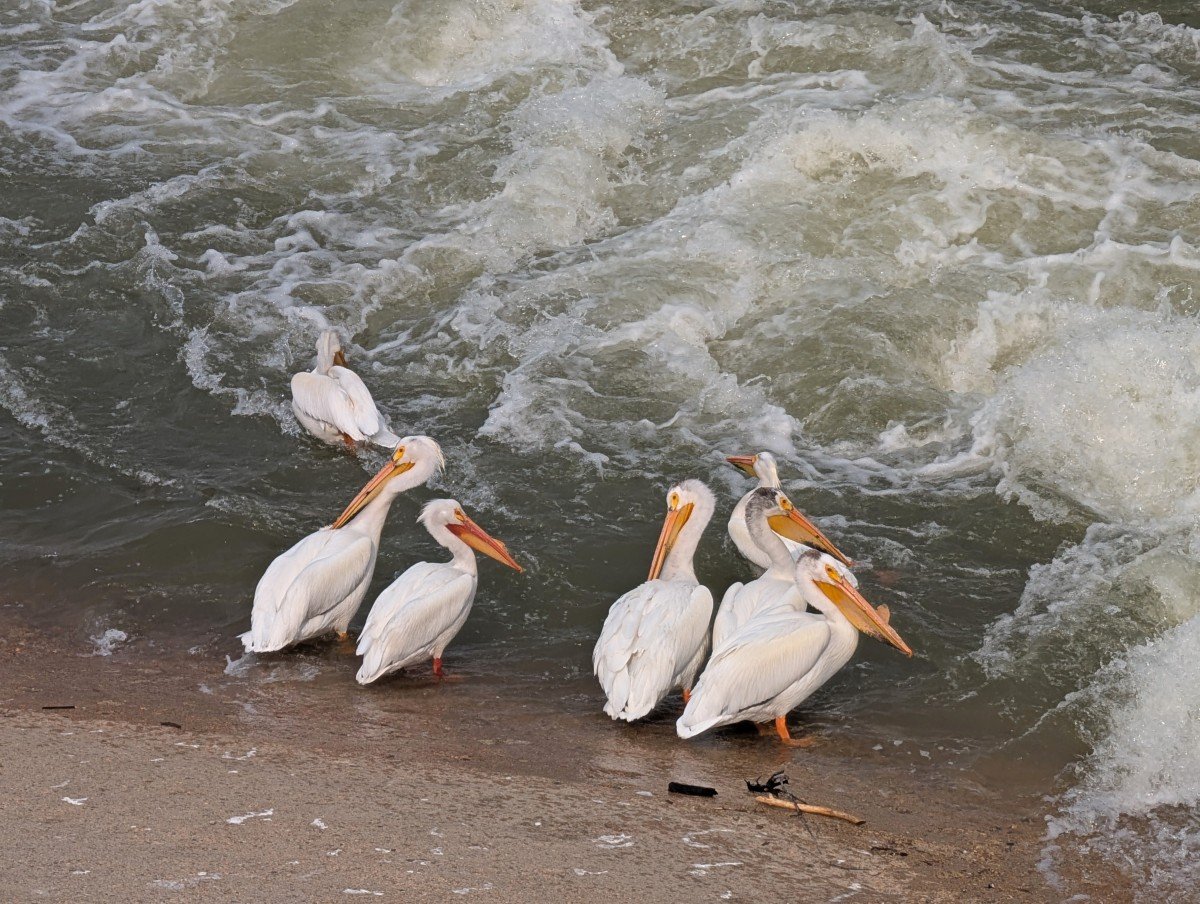 Close up of a group of white pelicans sititng on the banks of the river next to a fast moving weir