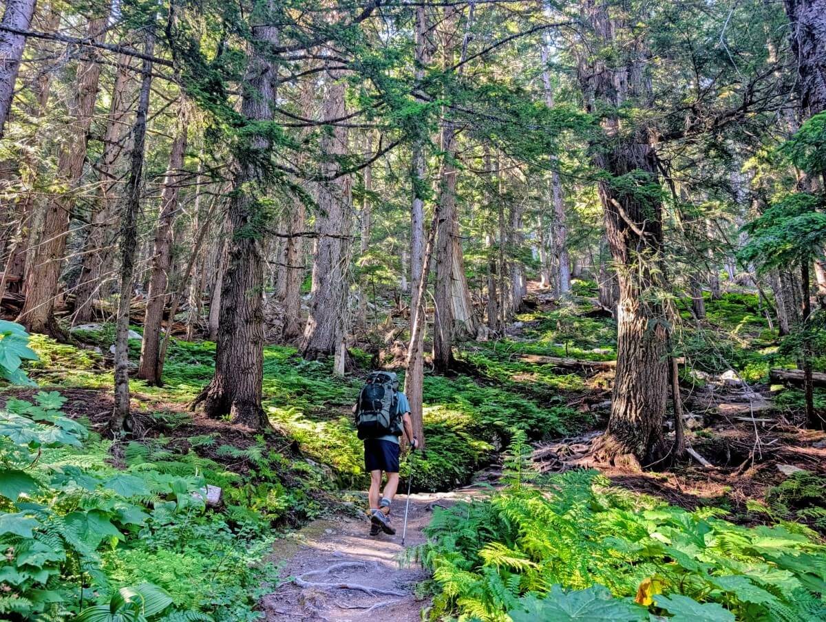 Back view of hiker with large backpack on gently climbing section of the Hermit Trail, surrounded by forest