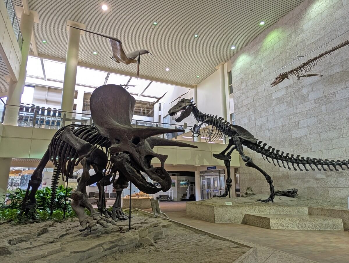 Four dinosaur skeletons in the Museum of Natural Sciences at the University of Saskatchewan in Saskatoon
