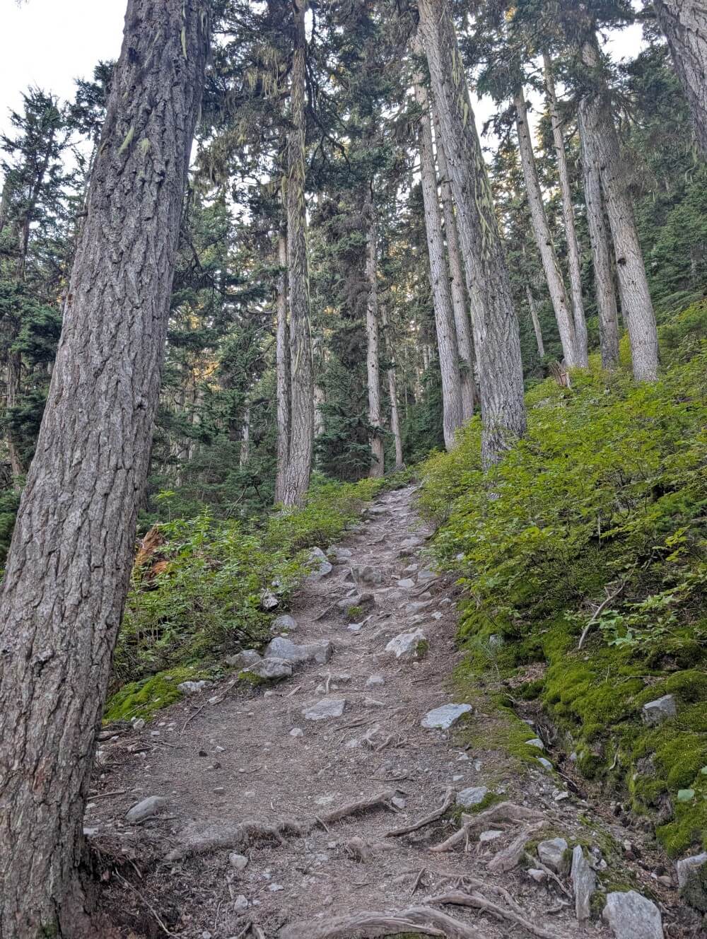 Looking uphill along dirt hiking path with root and rocks. It is lined by foliage and trees