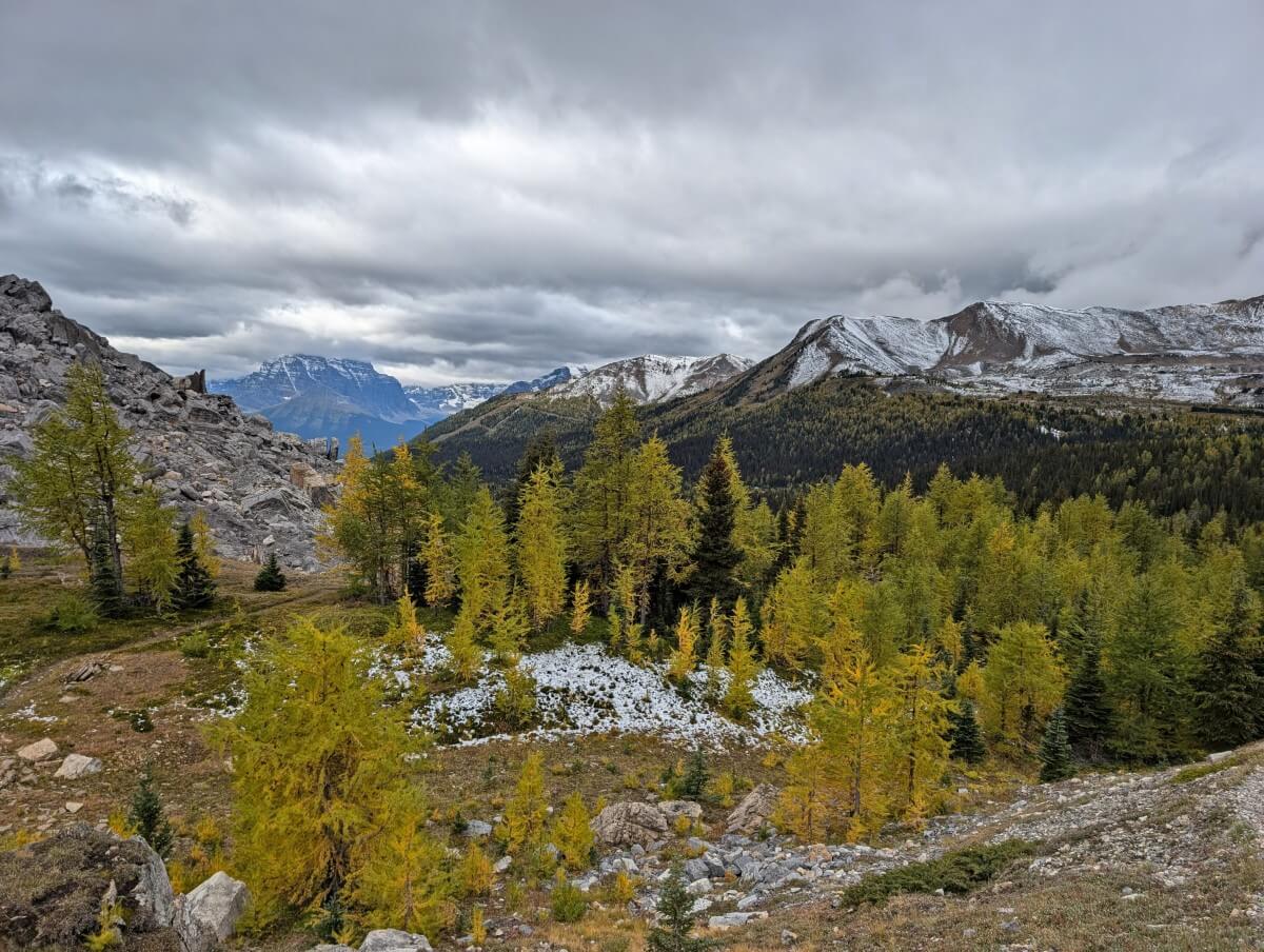 Larch forest, some of the trees turning golden, in Boulder Pass area in the Skoki region of Banff National Park, with snow capped mountains in background