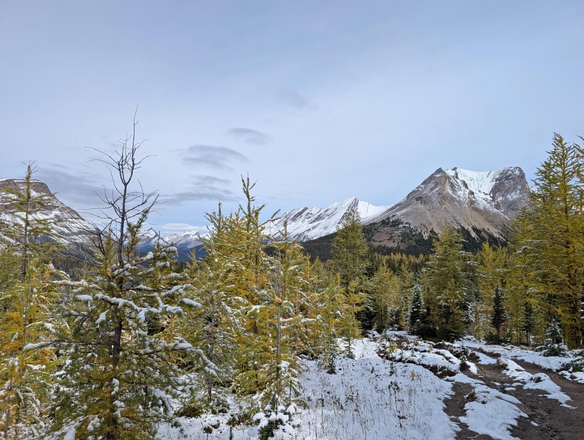 Larch forest, some of the trees turning golden, below Deception Pass in the Skoki region of Banff National Park, with snow capped mountains in background
