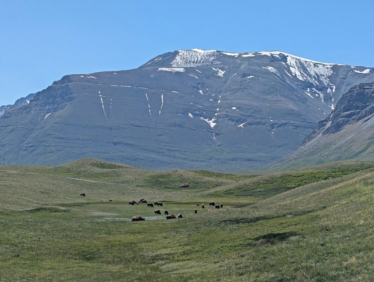 View from vehicle of prairie hills with herd of bison in distance, a snow capped mountain in background