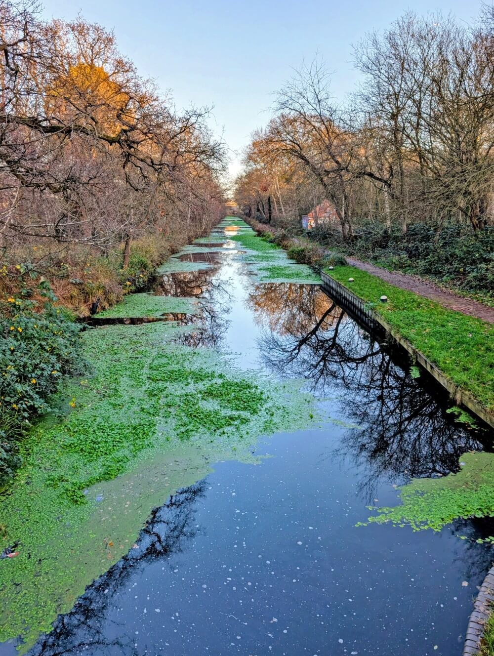 Looking down on the weedy Basingstoke Canal from a lock, with trees lining both sides