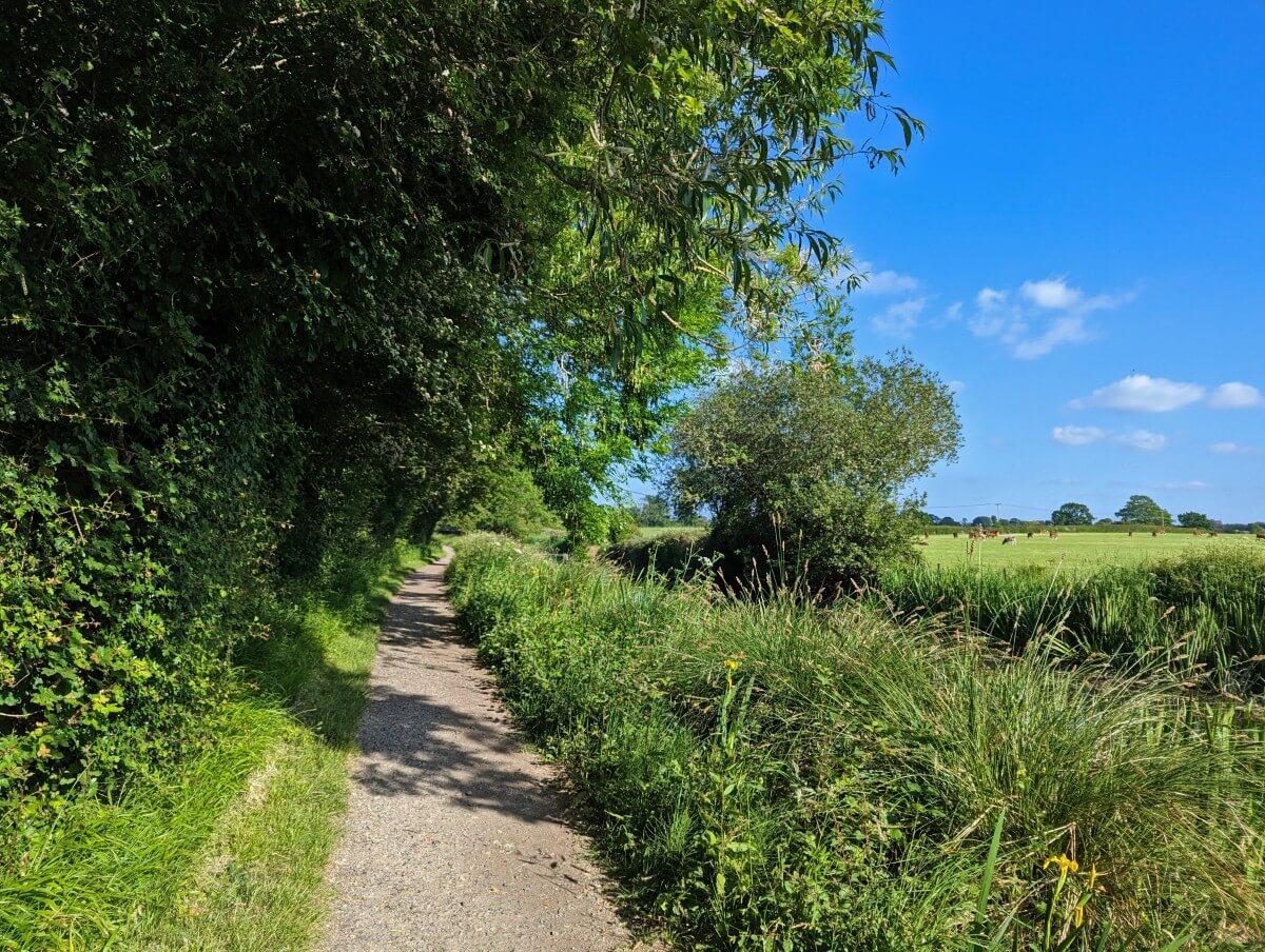 A dirt path follows the edge of a canal, sheltered by trees