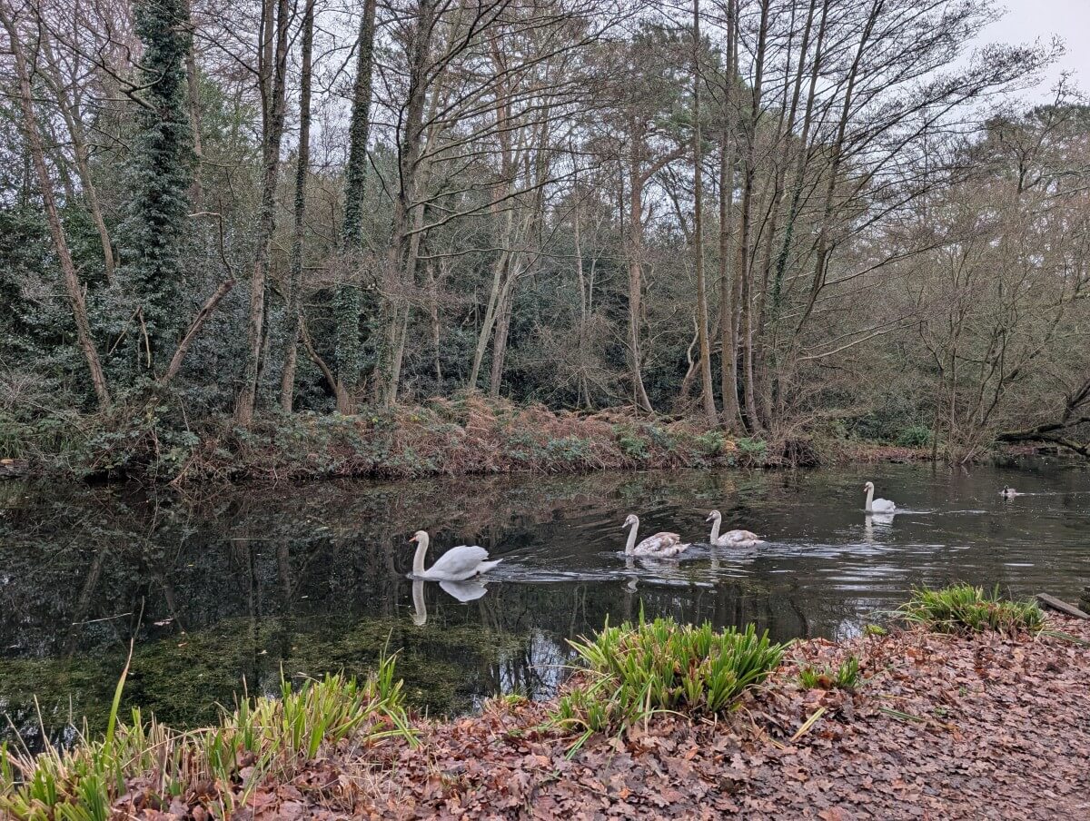 Four swans swim by the Basingstoke Canal Towpath in winter