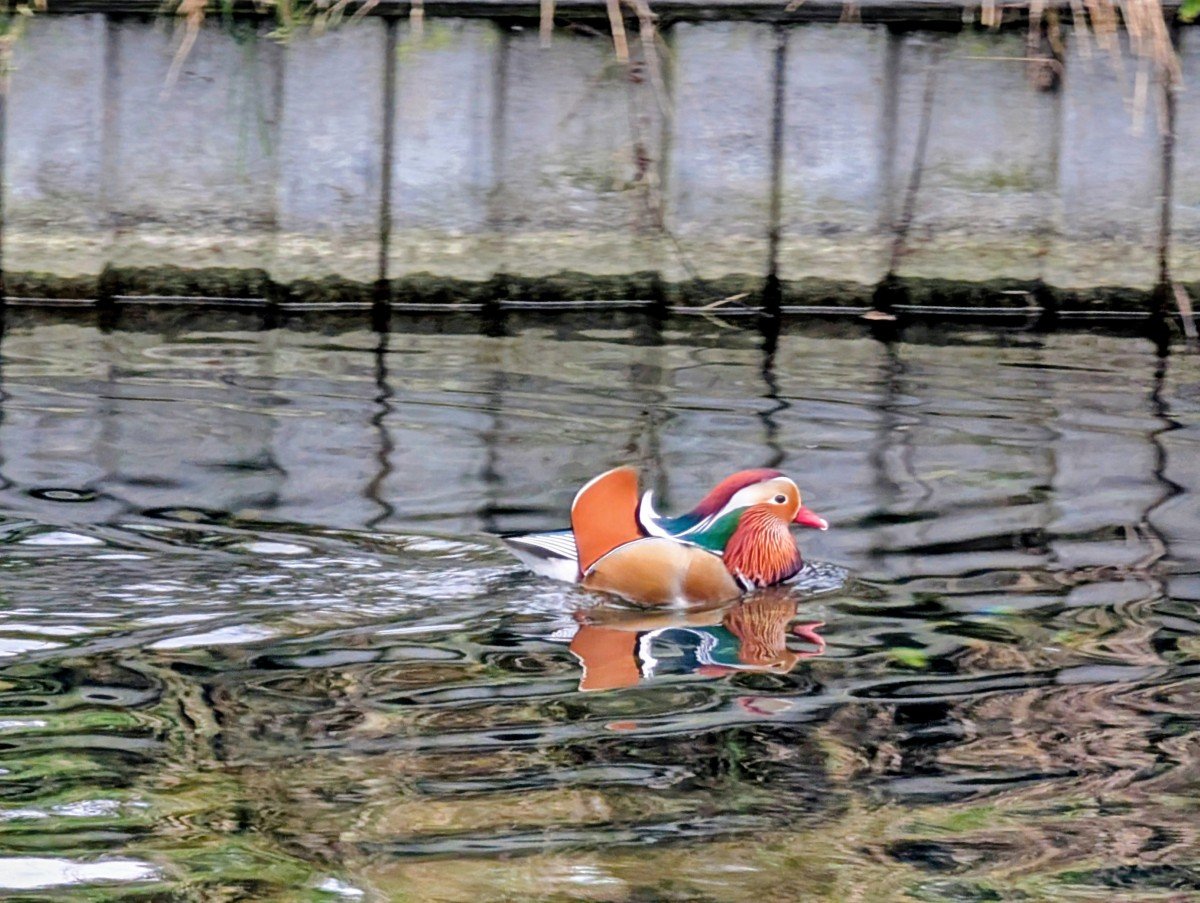 Close up on a colourful duck swimming in the Basingstoke Canal - a Mandarin Duck