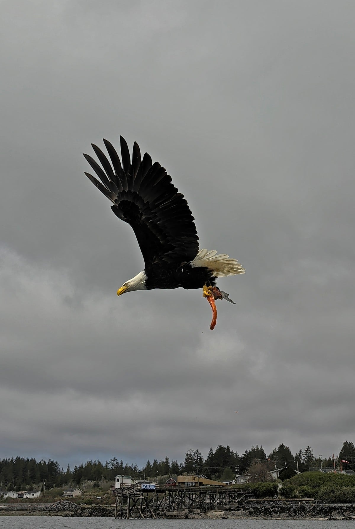 Close up of bald eagle carrying fish in front of dock and housing area in Prince Rupert
