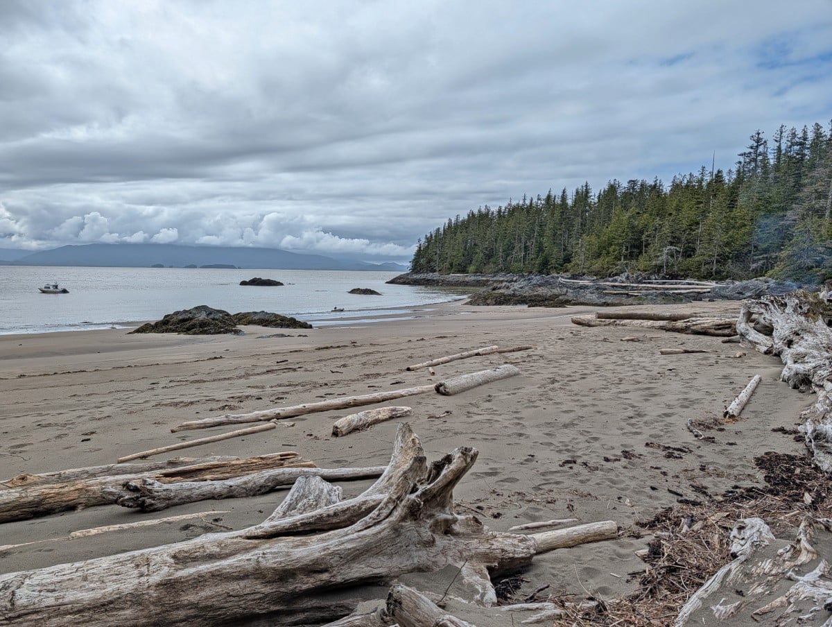 Beautiful sandy beach in Prince Rupert area with scattered driftwood and forested headland