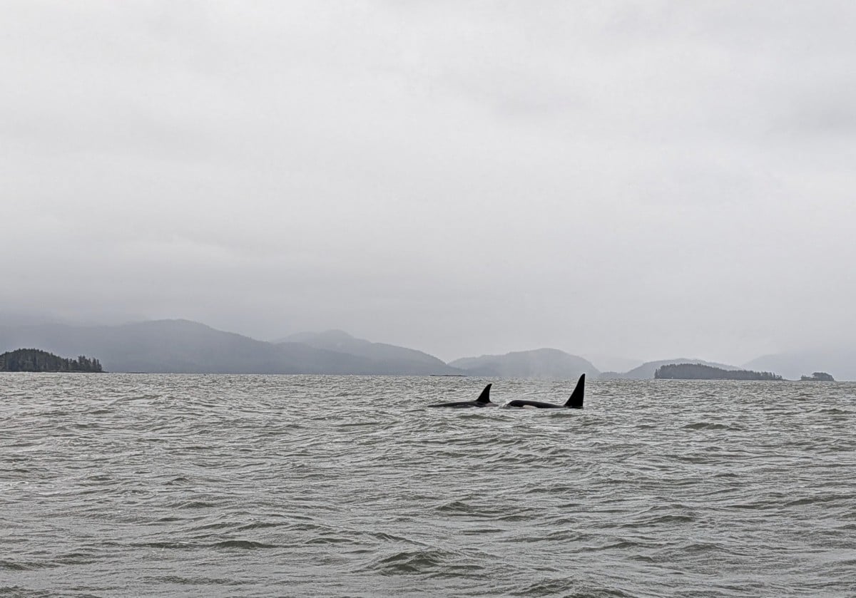 Two orca dorsal fins cutting through the ocean on a gray misty day near Prince Rupert, British Columbia