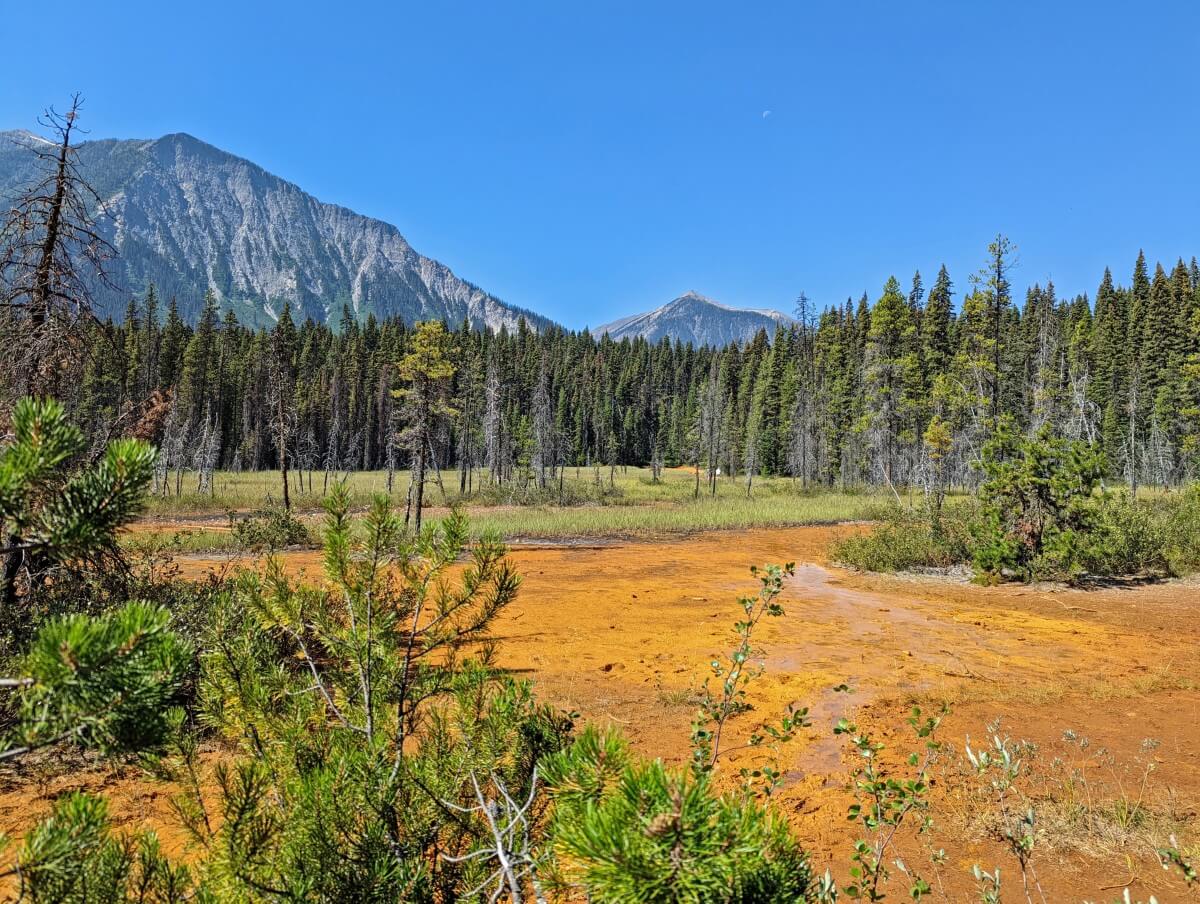 Looking across foliage to bright iron rich orange landscape with scattered trees, backdropped by forest and mountains