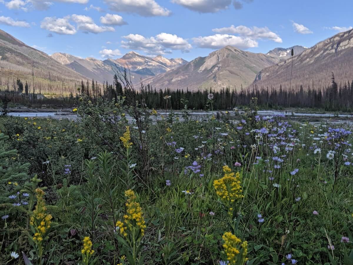 Close up of colourful wildflowers in front of river and mountain views in Kootenay National Park