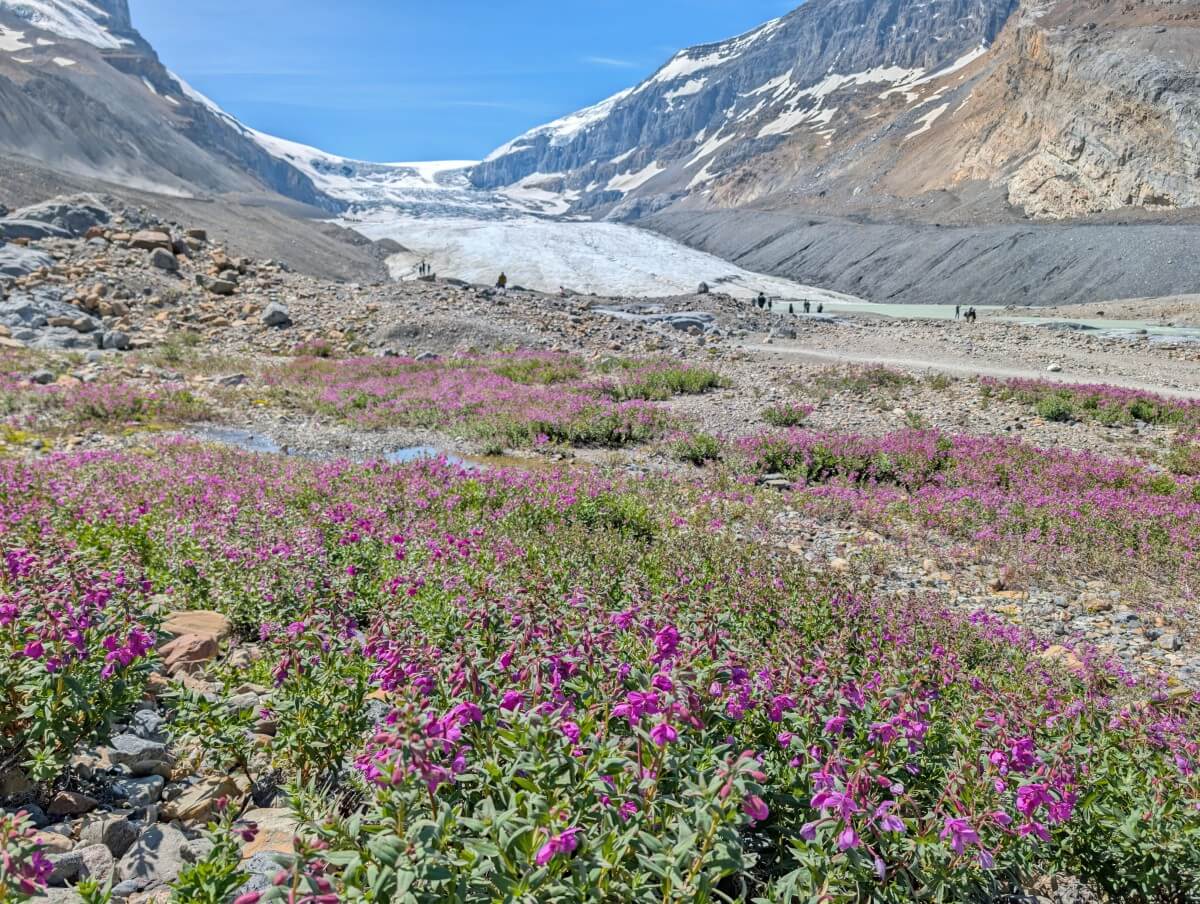Foreground is full of purple wildflowers, in front of the tongue of the Athabasca Glacier