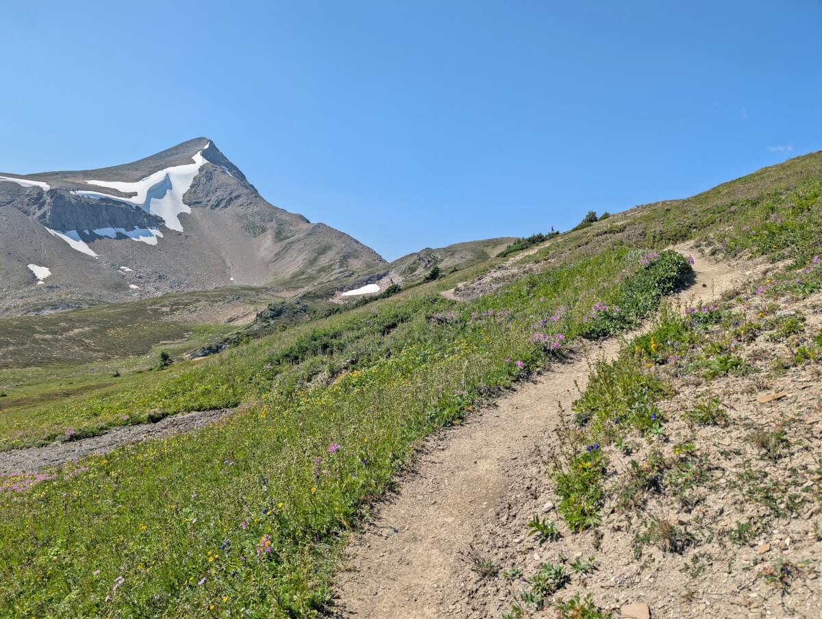 A dirt trail winds through meadows and wildflowers on the way up to a pass, with a snow capped mountain behind