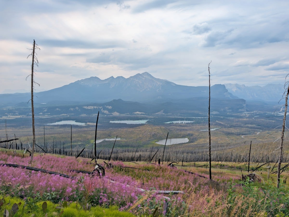 Looking across burned trees down to multiple turquoise lakes in front of mountains on the fire road at the end of the Skyline Trail