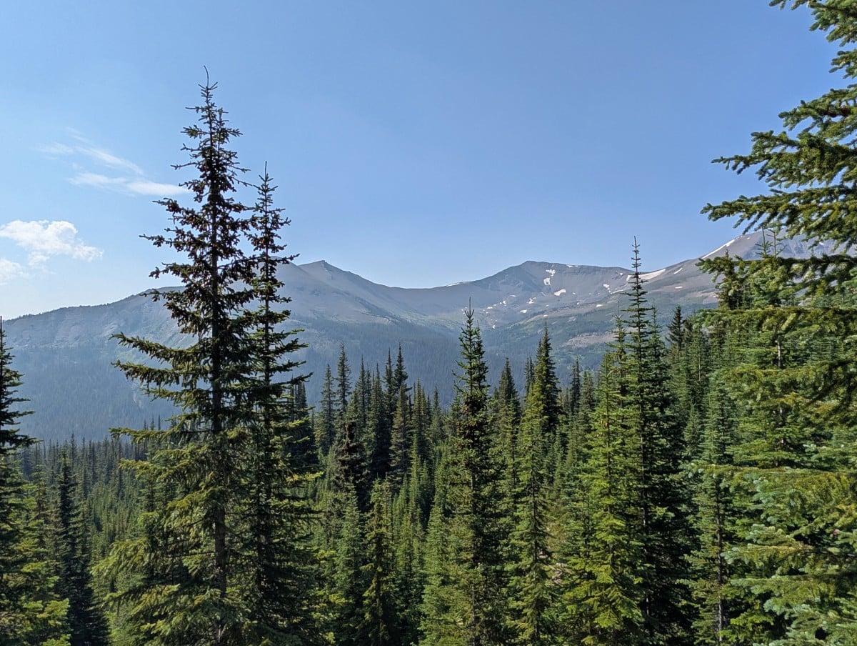 Looking across the tops of trees to mountain views on the Skyline Trail in Jasper National Park